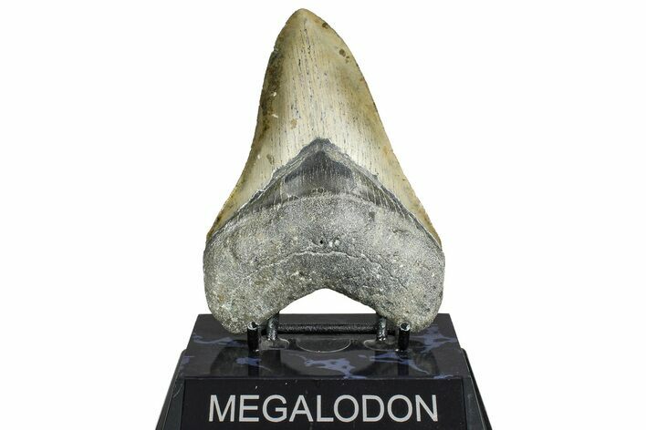 Serrated, Fossil Megalodon Tooth - North Carolina #365003